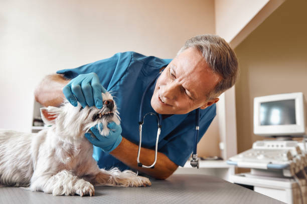 Best Emergency Dentist for Special Needs Patients in Alamo, GA